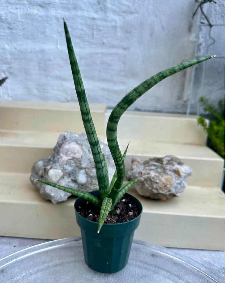 Sansevieria Cylindrical Snake Plant (Dragon Fingers) - photo 5