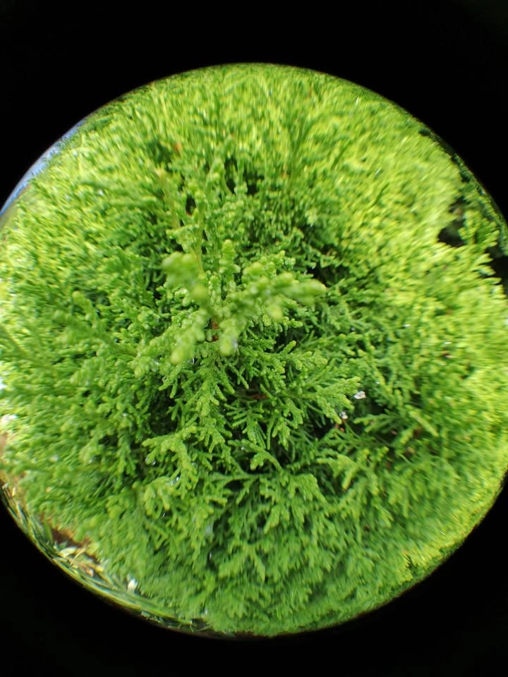 Smartphone Lens Kit with 180° Fisheye and 0.67X Wide/10X Macro L - photo 5
