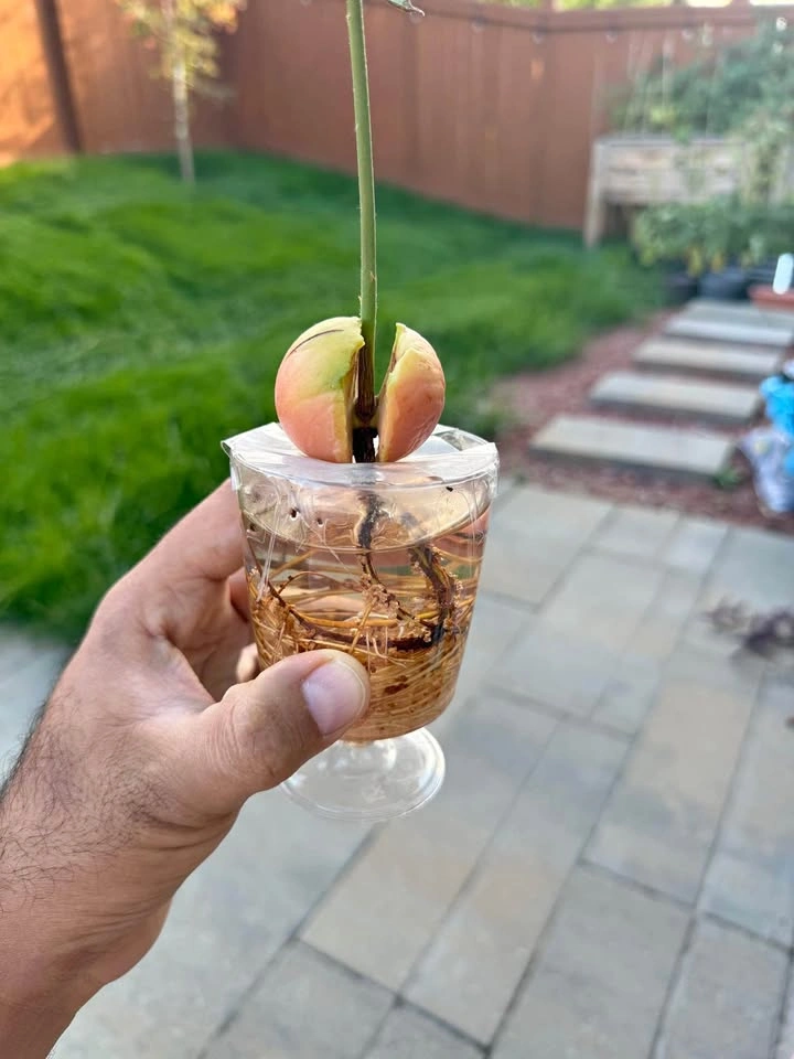 Avocado Plant