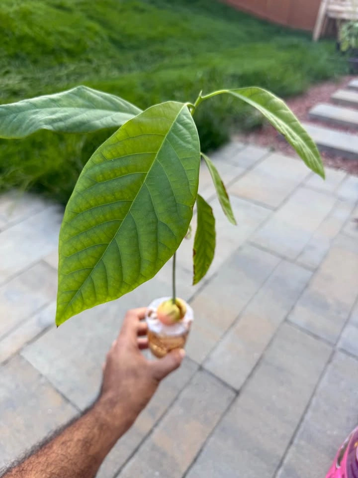 Avocado Plant - photo 2