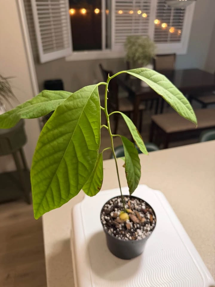 Avocado Plant - photo 3