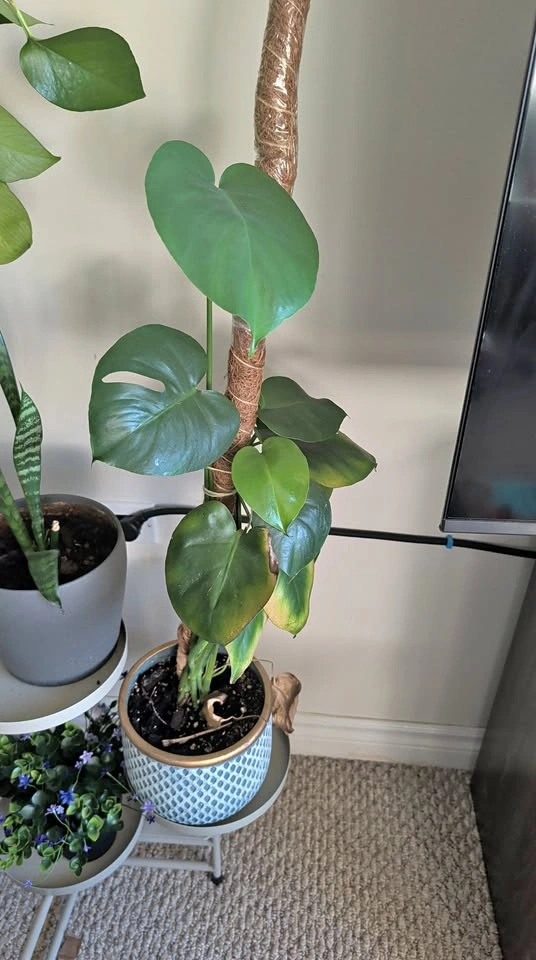 Monstera Plant