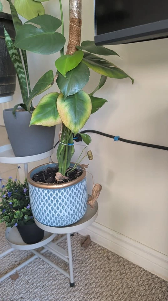 Monstera Plant - photo 2