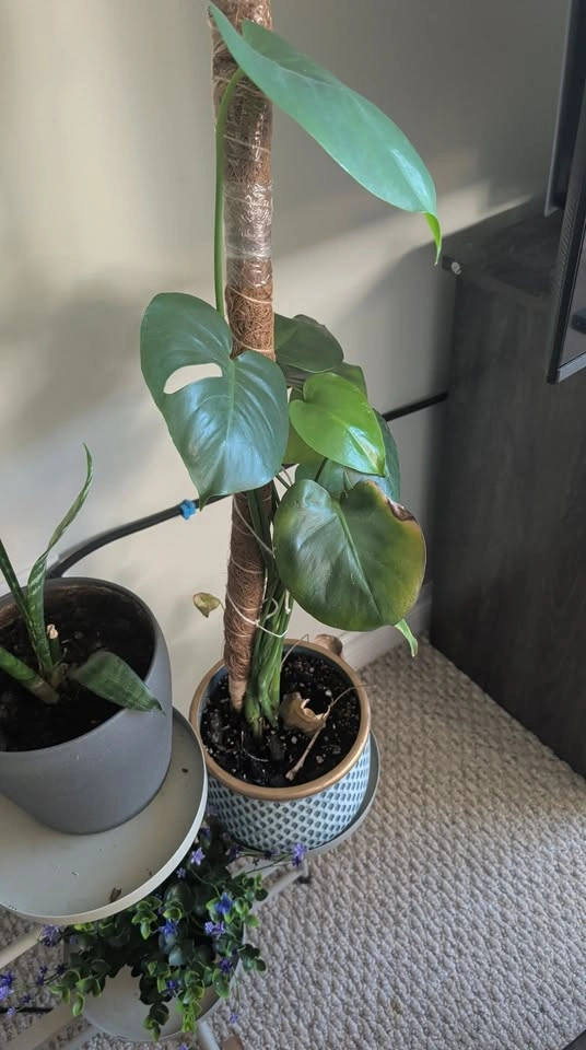 Monstera Plant - photo 3