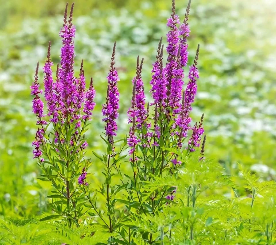 Winged Purple Loosestrife (Lythrum Alatum) 1 clipping $5 NATIVE