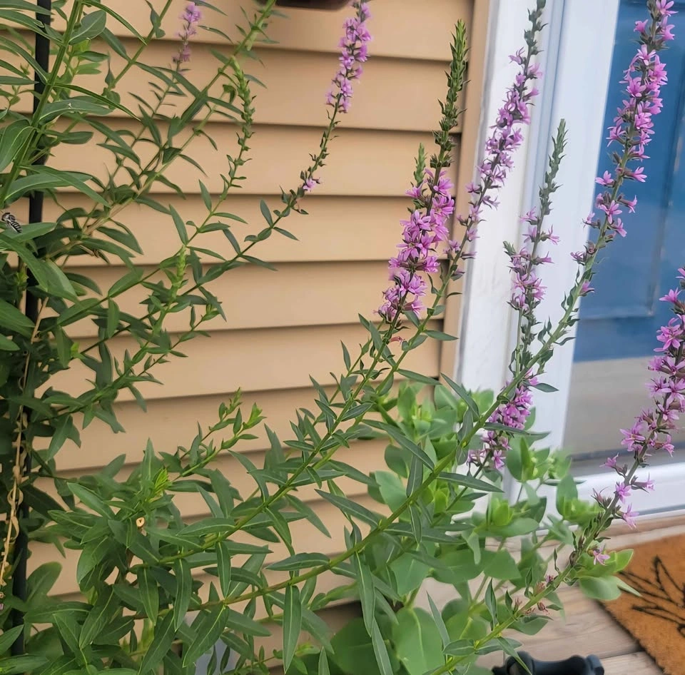 Winged Purple Loosestrife (Lythrum Alatum) 1 clipping $5 NATIVE - photo 2