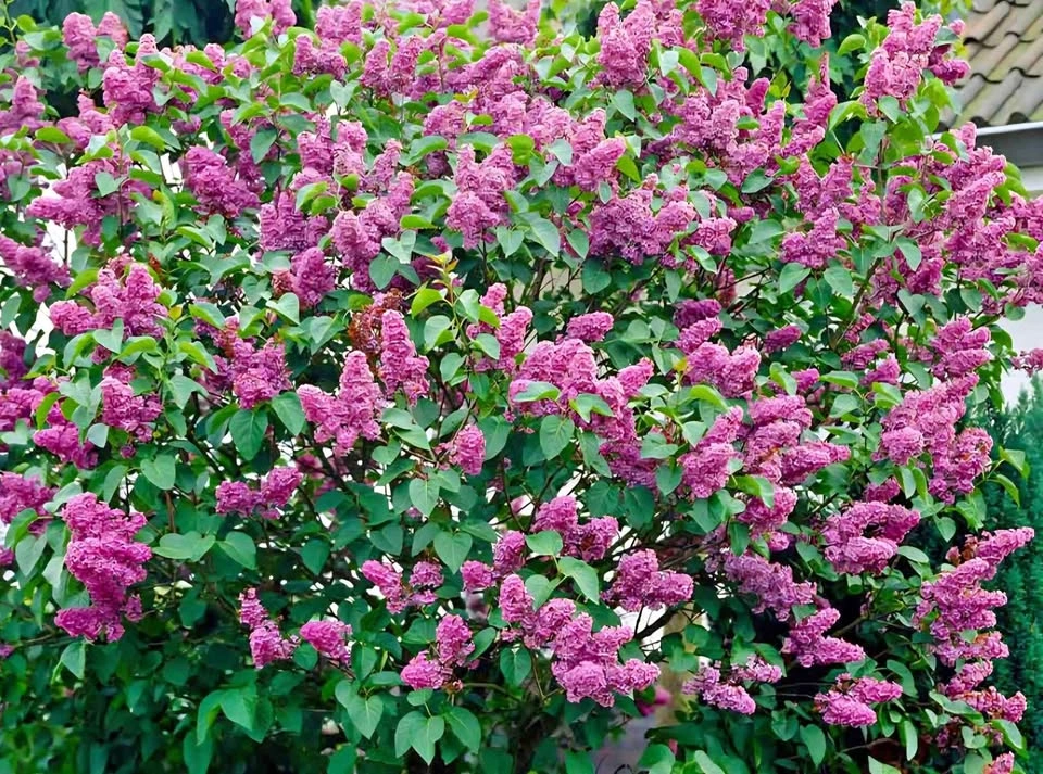 Common Lilac (Syringa Vulgaris) plant $20