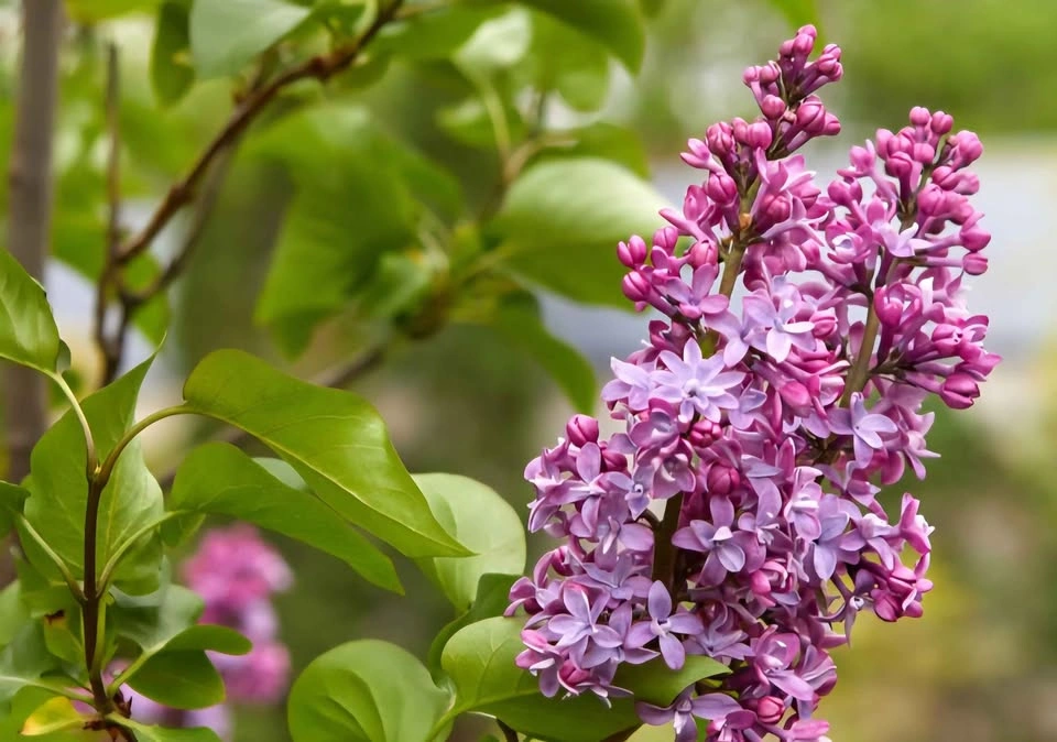 Common Lilac (Syringa Vulgaris) plant $20 - photo 2