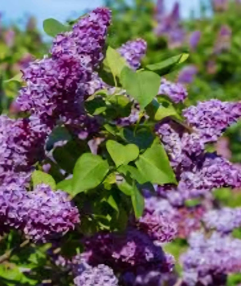 Common Lilac (Syringa Vulgaris) plant $20 - photo 3