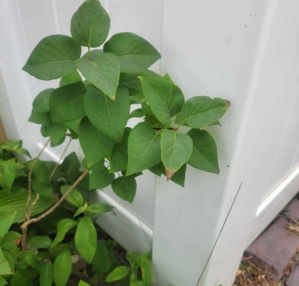 Common Lilac (Syringa Vulgaris) plant $20 - photo 4
