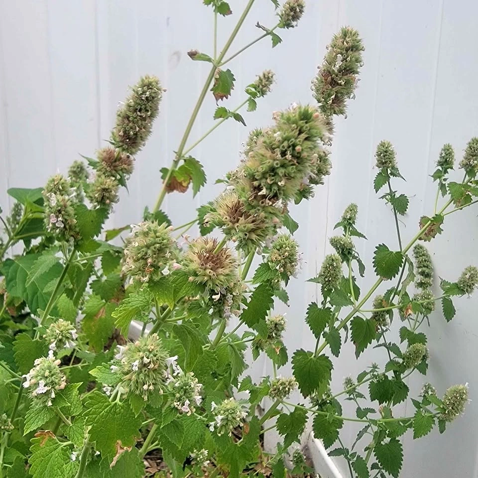 Heirloom White Catnip (Nepeta cataria) $5