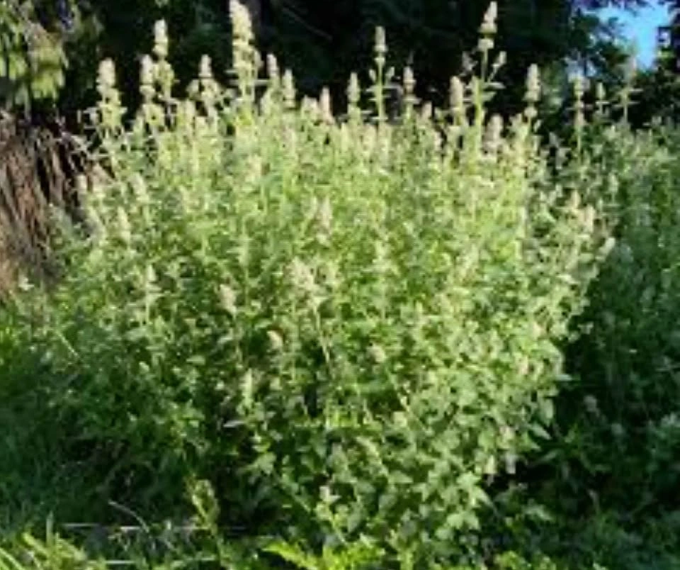 Heirloom White Catnip (Nepeta cataria) $5 - photo 2