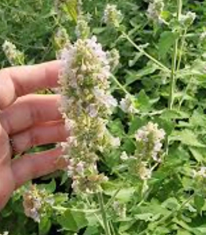Heirloom White Catnip (Nepeta cataria) $5 - photo 3