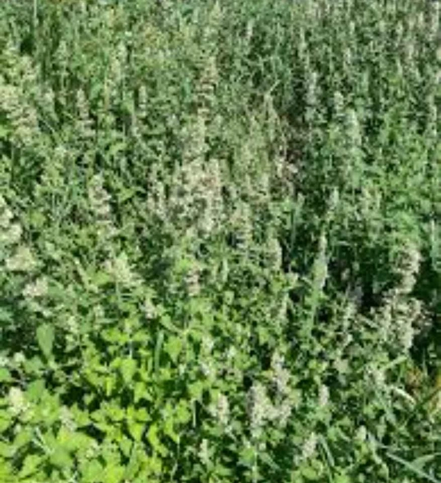 Heirloom White Catnip (Nepeta cataria) $5 - photo 4