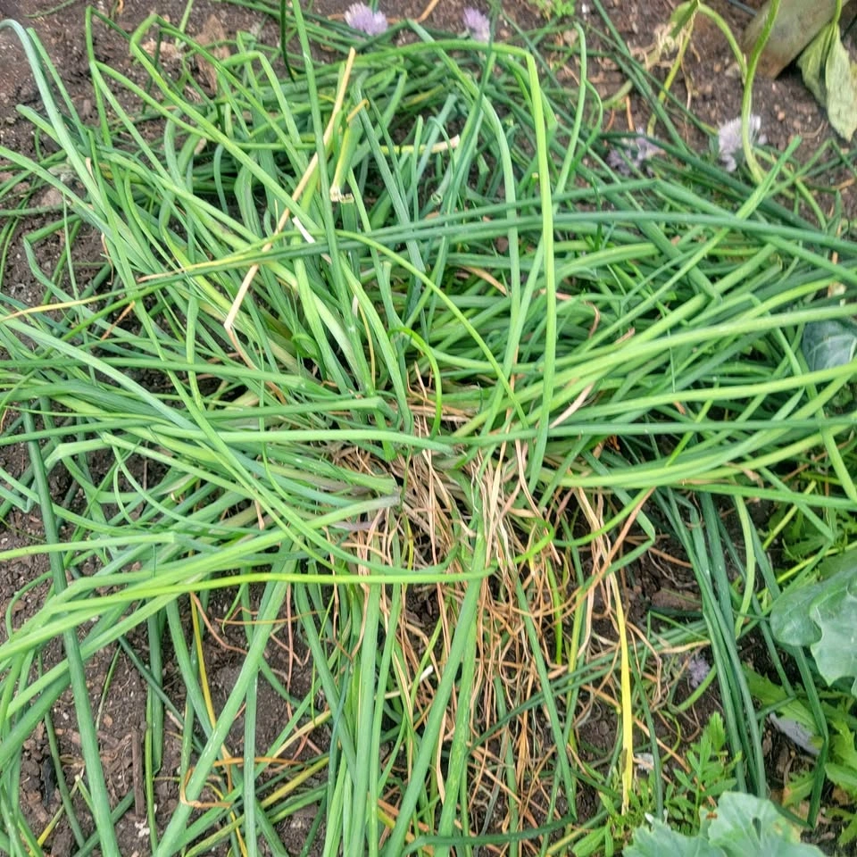 Chives (Bonnie brand sized pot) $6