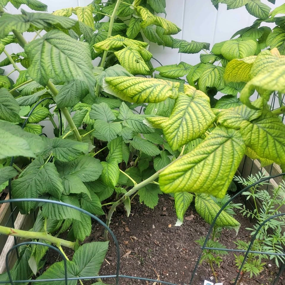 Everbearing Red Raspberry cane (1 stem) $10