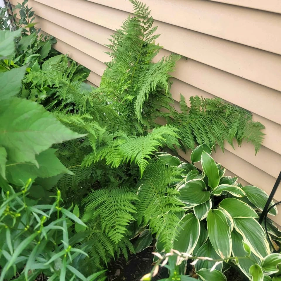 Ostrich Fern (Matteuccia Struthiopteris) $4 per stem NATIVE