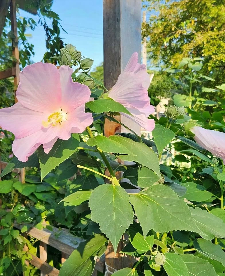 Tall light pink Hibiscus / Rose Mallow plant