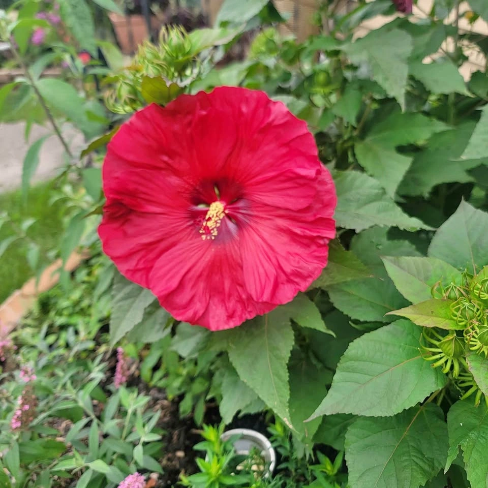 Dinner Plate Hibiscus Clipping (Hibiscus Moscheutos) $10