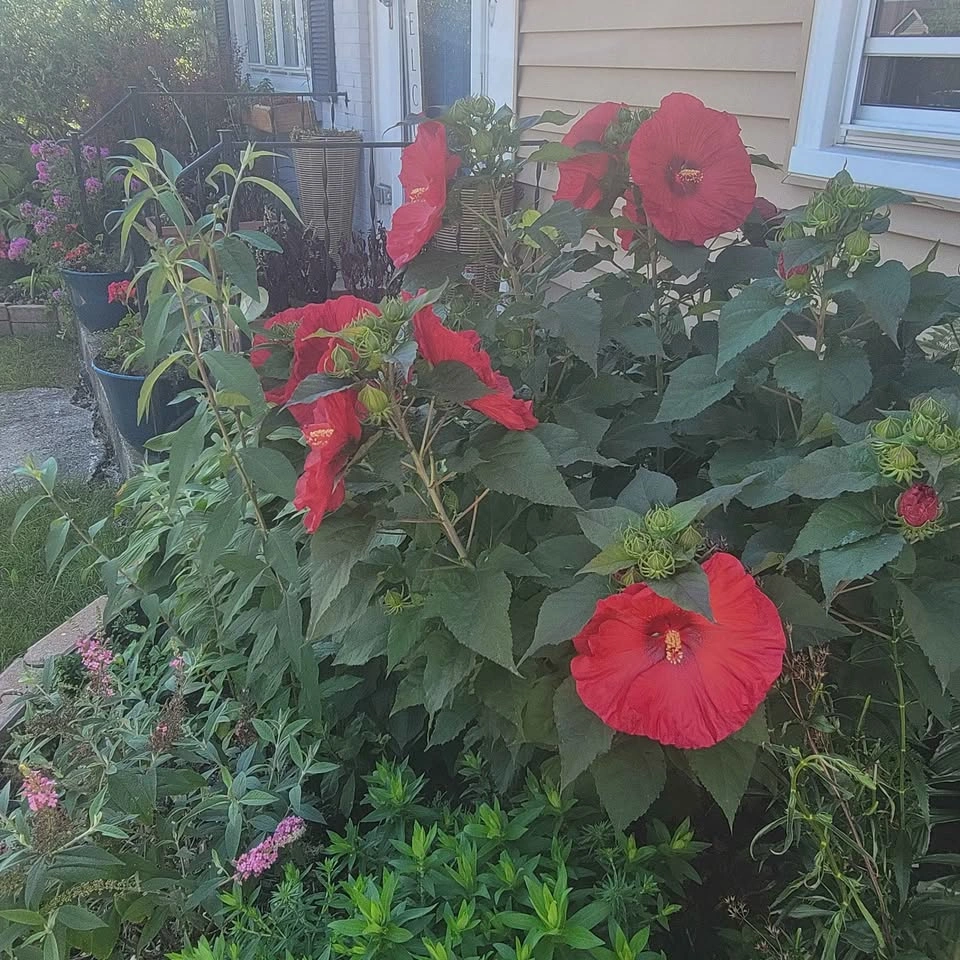 Dinner Plate Hibiscus Clipping (Hibiscus Moscheutos) $10 - photo 2