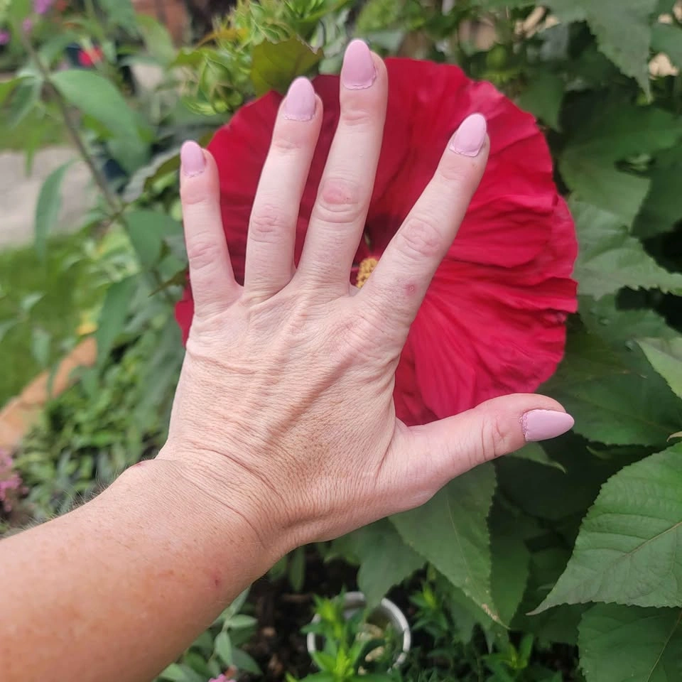 Dinner Plate Hibiscus Clipping (Hibiscus Moscheutos) $10 - photo 3