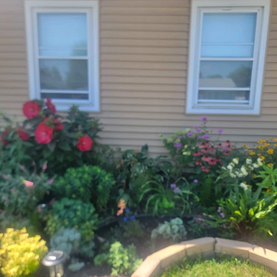 Dinner Plate Hibiscus Clipping (Hibiscus Moscheutos) $10 - photo 4