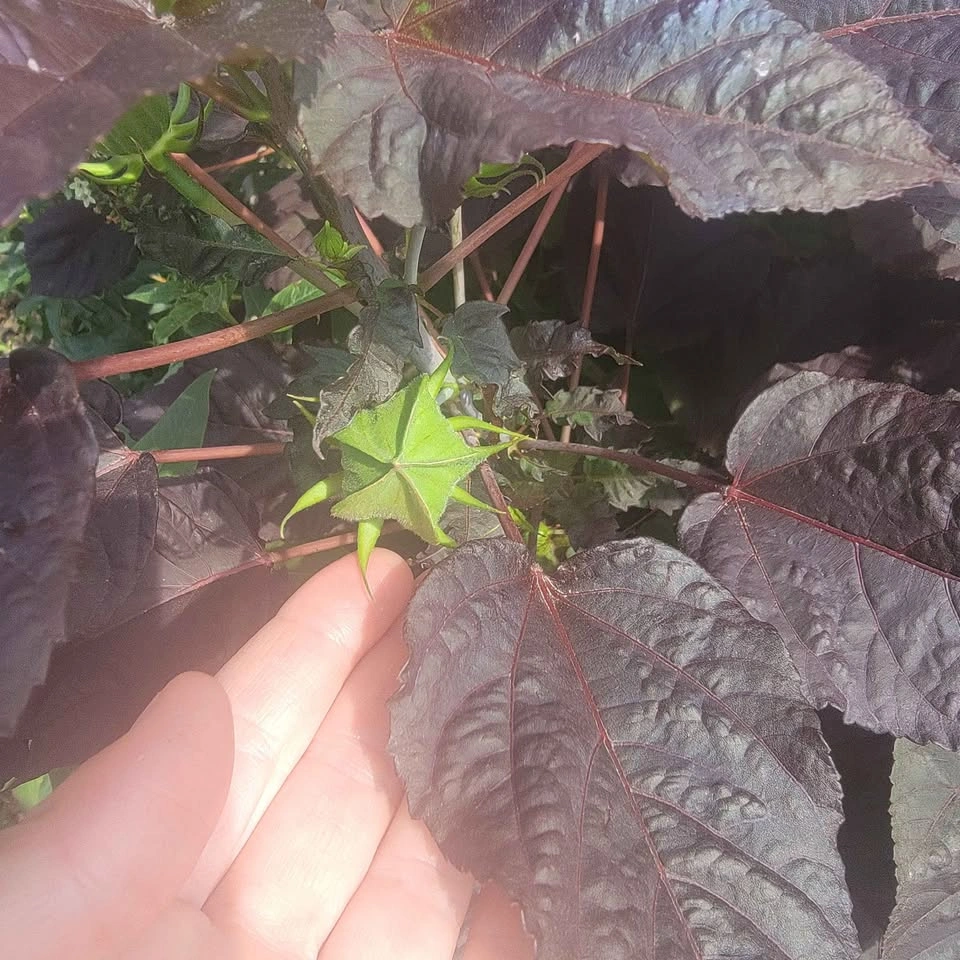 Dinner Plate Hibiscus Clipping (Hibiscus Moscheutos) $10 - photo 5