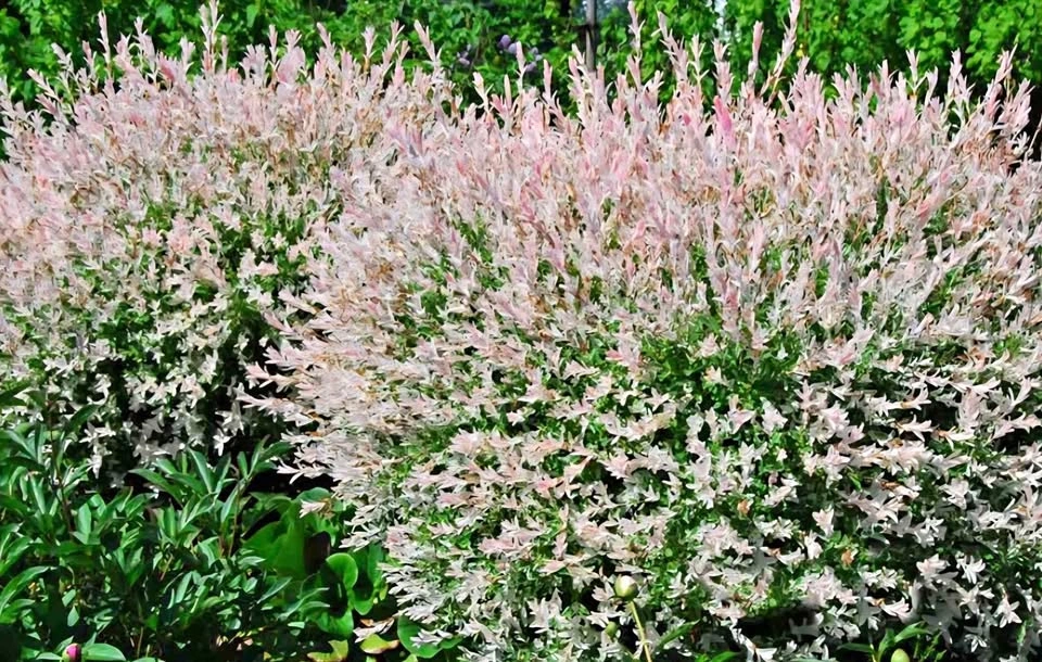 Dapple Willow (Salix integra 'Hakuro-nishiki') 3 clippings for $