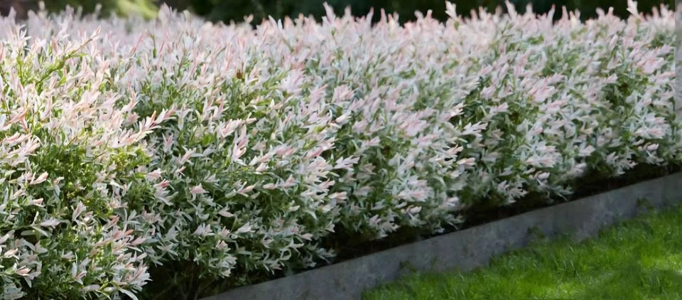 Dapple Willow (Salix integra 'Hakuro-nishiki') 3 clippings for $ - photo 2