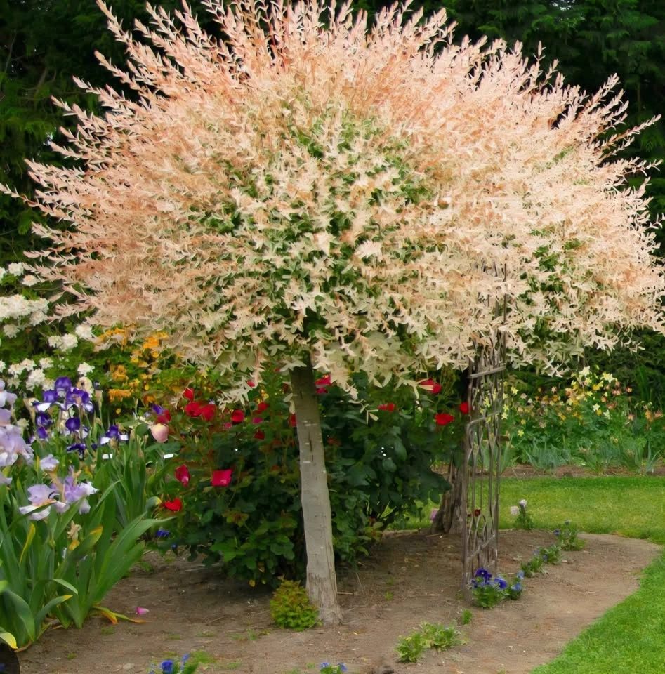 Dapple Willow (Salix integra 'Hakuro-nishiki') 3 clippings for $ - photo 3
