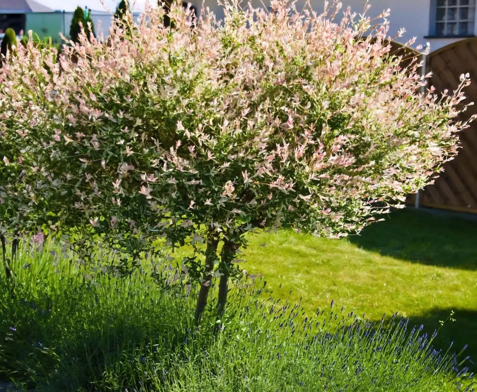 Dapple Willow (Salix integra 'Hakuro-nishiki') 3 clippings for $ - photo 4