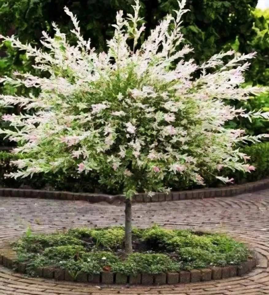 Dapple Willow (Salix integra 'Hakuro-nishiki') 3 clippings for $ - photo 5