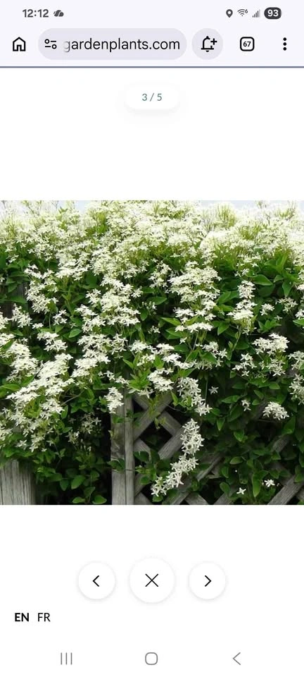 Sweet Autumn Clemantis 3 clippings for $3