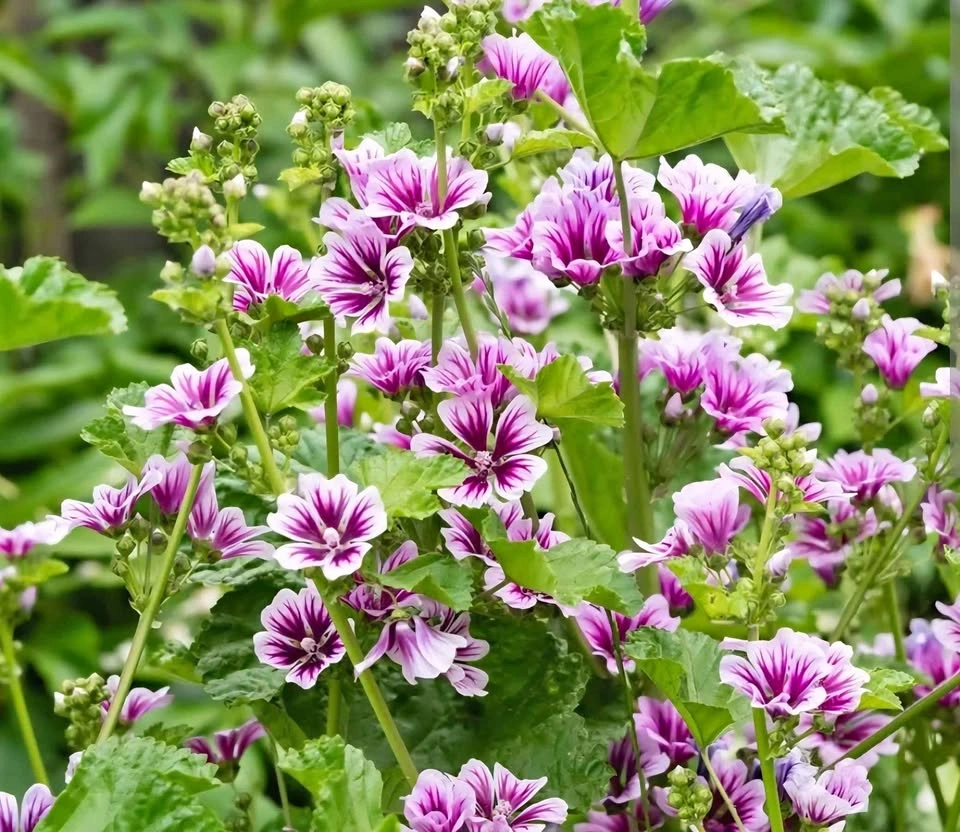 Zebra Mallow/French Hollyhock (Malva sylvestris 'Zebrina) plant