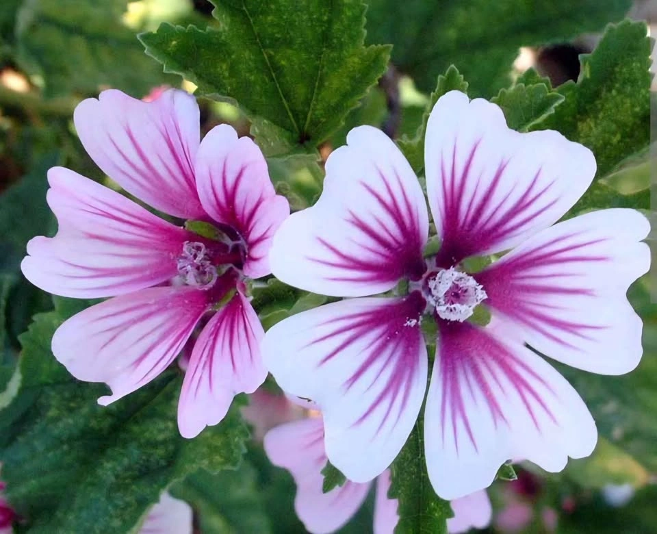 Zebra Mallow/French Hollyhock (Malva sylvestris 'Zebrina) plant - photo 2