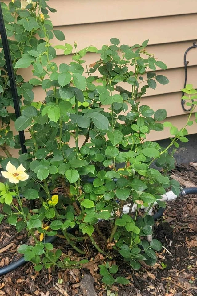 Yellow Rose Bush $25