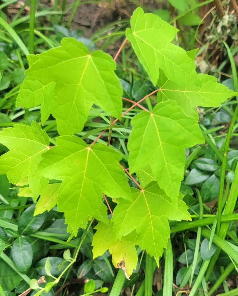 Red Maple (Acer Rubrum) sapling tree $10 NATIVE
