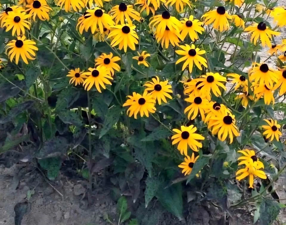 Black Eyed Susan plant $6 NATIVE