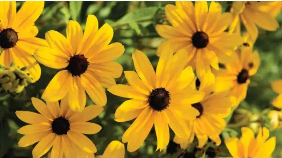 Black Eyed Susan plant $6 NATIVE - photo 2