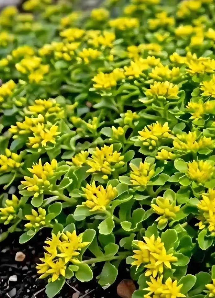 Yellow Stonecrop Sedum stenopetalum (Wormleaf Stonecrop) plant
