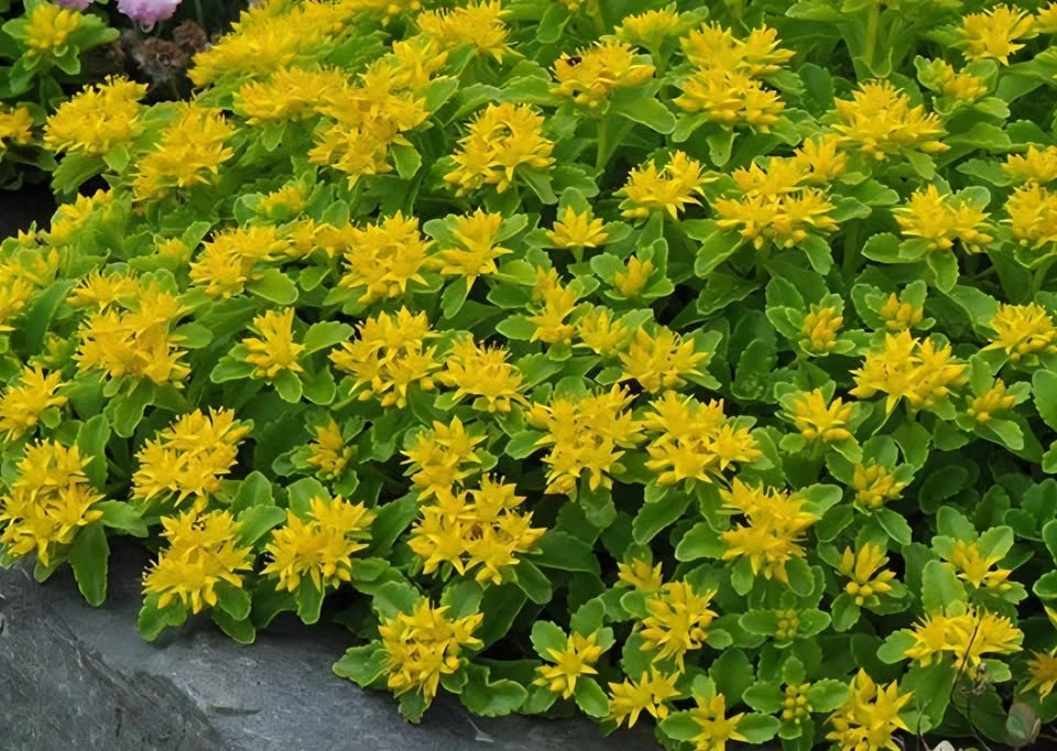 Yellow Stonecrop Sedum stenopetalum (Wormleaf Stonecrop) plant - photo 2