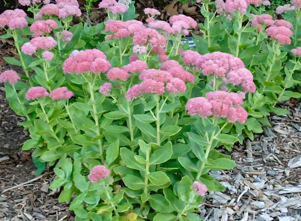 Autumn Joy Sedum (Hylotelephium) plant $6
