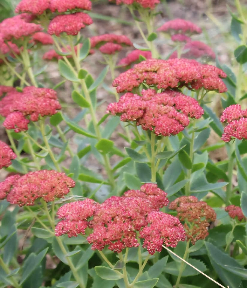 Autumn Joy Sedum (Hylotelephium) plant $6 - photo 2