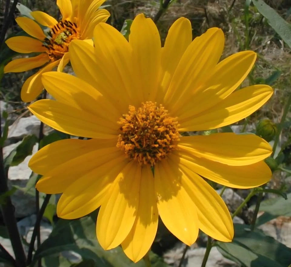 Sunchokes/Jerusalem artichokes (Helianthus tuberosus) NATIVE $5 - photo 2