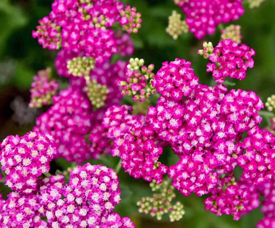 3 stems of Raspberry Yarrow plant (Achillea cultivars) $5