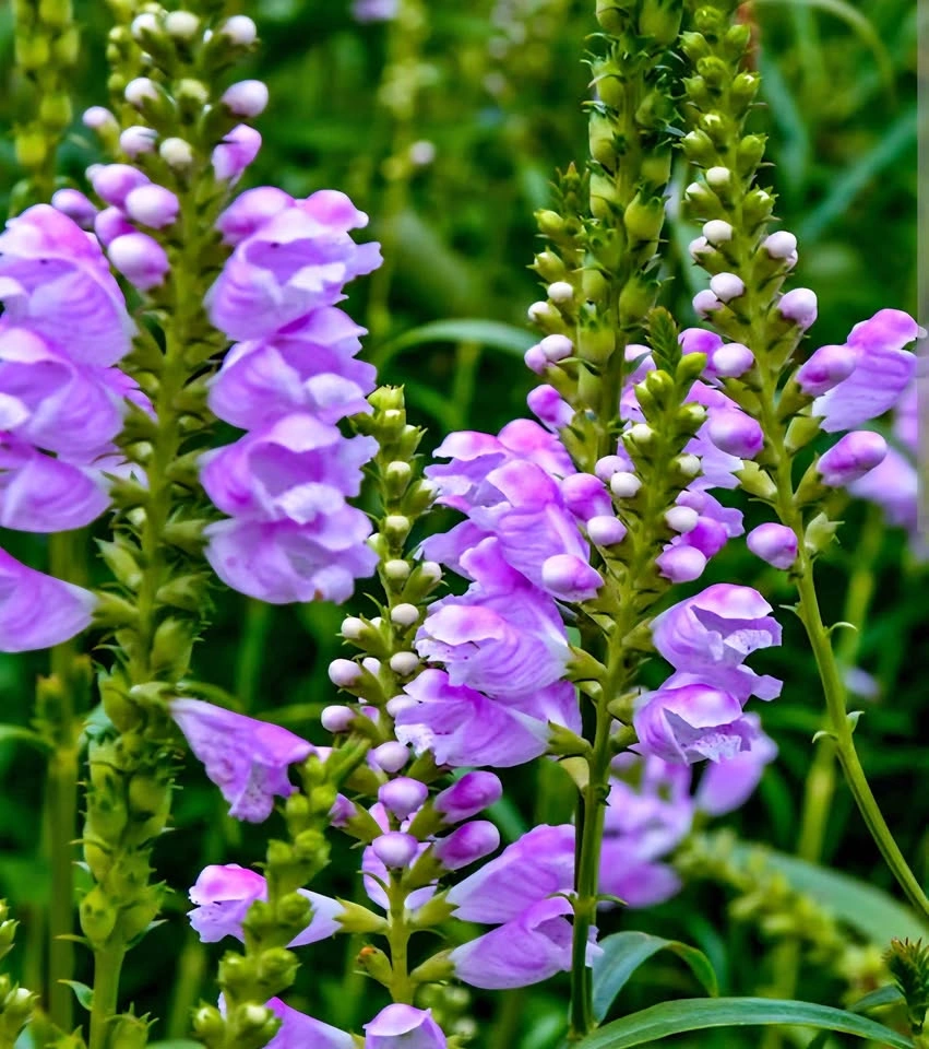 3 Obedient Plant stems (Physostegia virginiana) $4 NATIVE