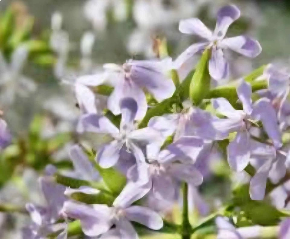 3 stems of Soapwort (Saponaria officinalis) $3