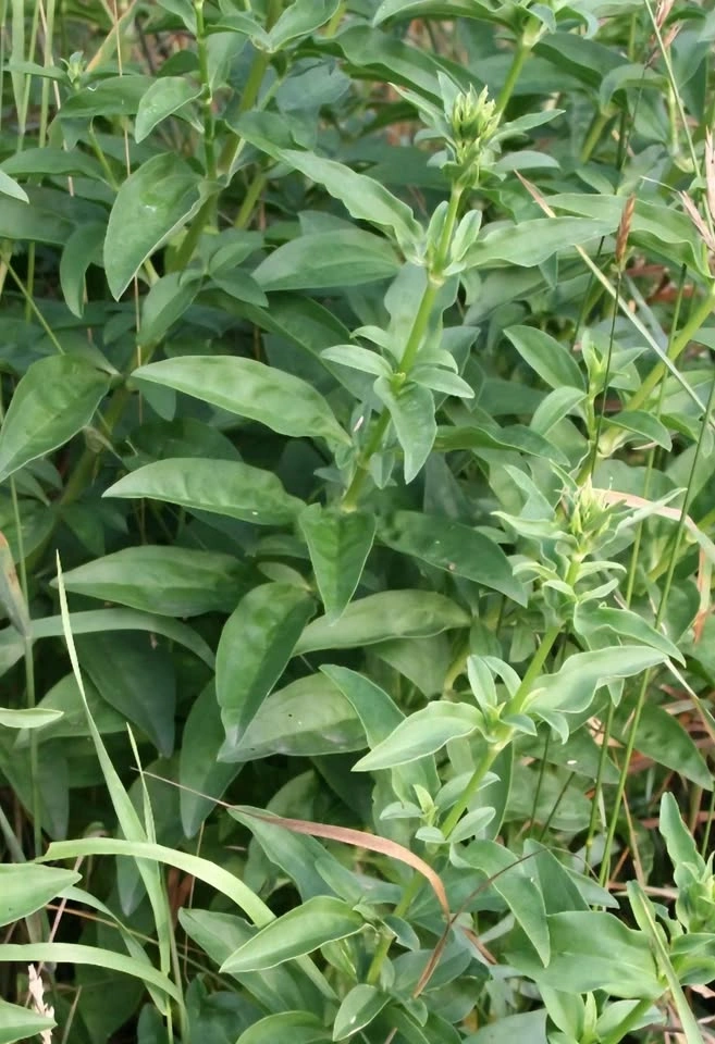 3 stems of Soapwort (Saponaria officinalis) $3 - photo 2