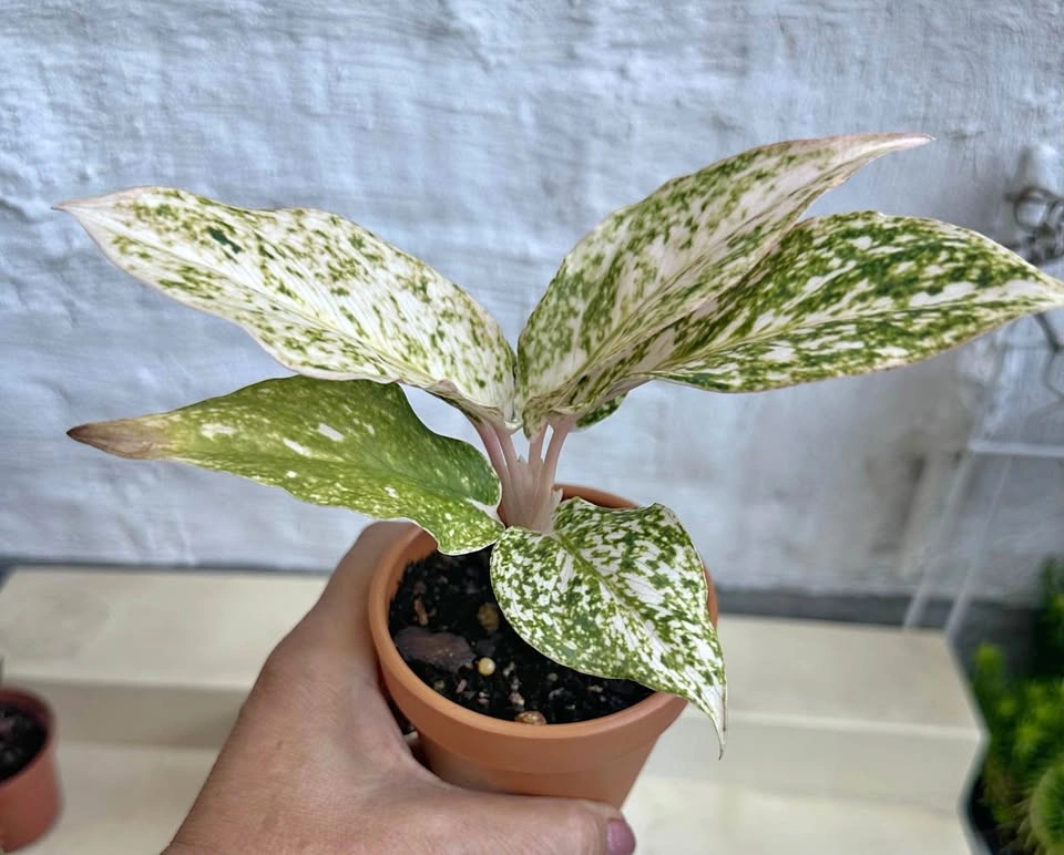 Rare Varieg. White Splash/Speckled Aglaonema -Chinese Evergreen