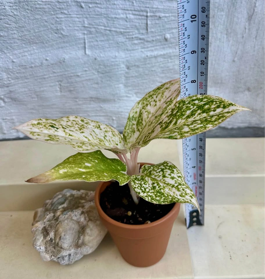 Rare Varieg. White Splash/Speckled Aglaonema -Chinese Evergreen - photo 2